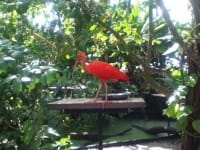 Zoo de Guyane