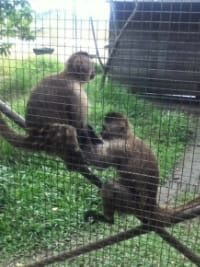 Zoo de Guyane