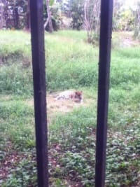 Zoo de Guyane