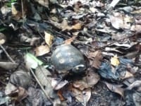 Forêt amazonienne