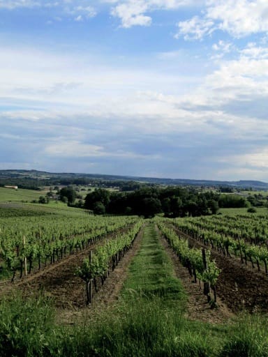 au coeur des vignes