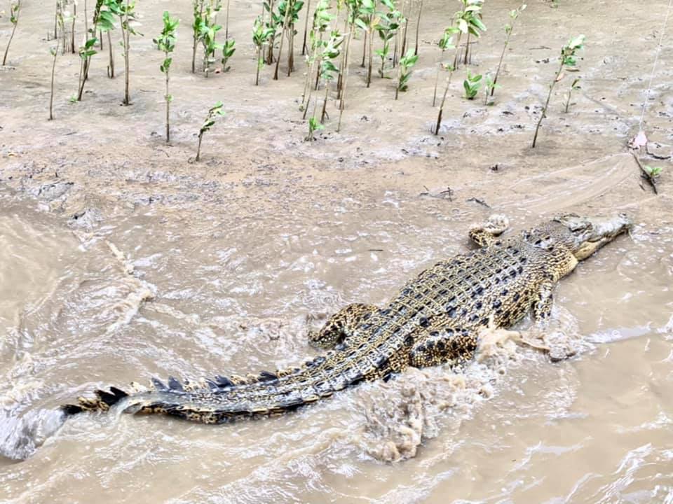 Litchfield - Kakadu, crocodile