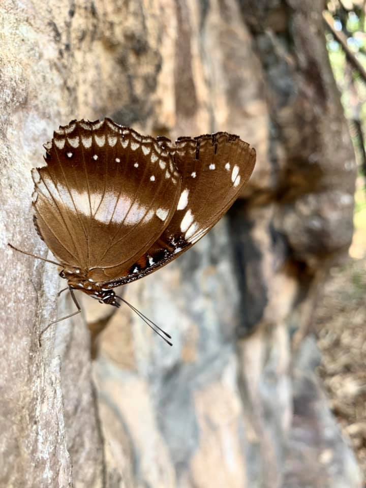 Litchfield - Kakadu, papillon