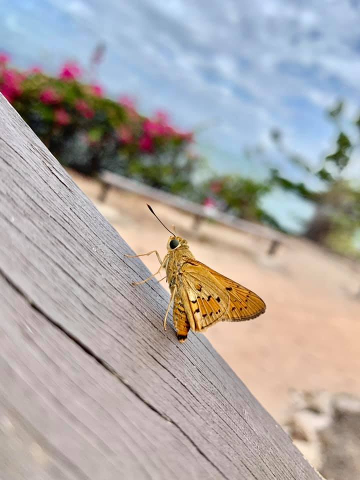 Magnetic Island, papillon