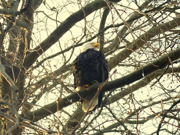 Vancouver - un aigle