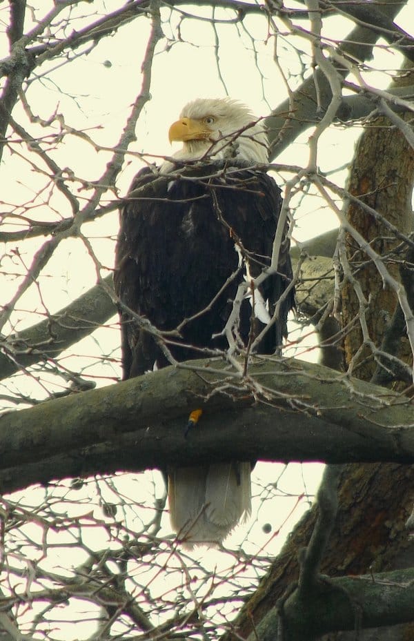 Vancouver - un aigle zoom