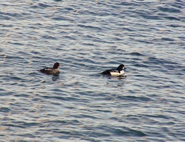 Vancouver - on a aussi vu des canards !