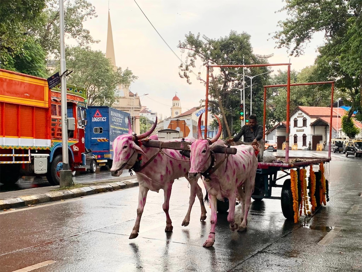 Bombay, attelage de vaches colorées pour la fête