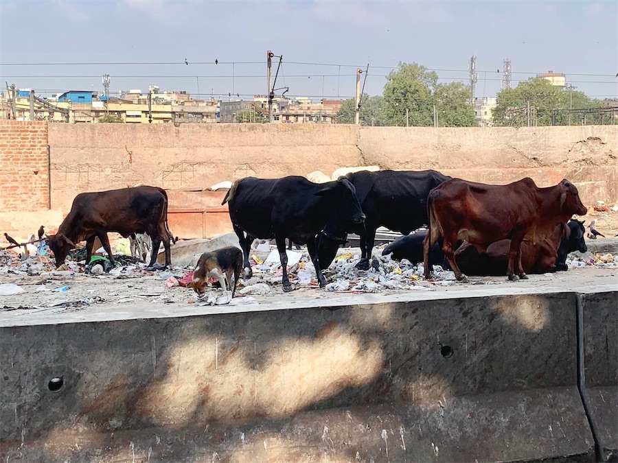 vaches, Delhi