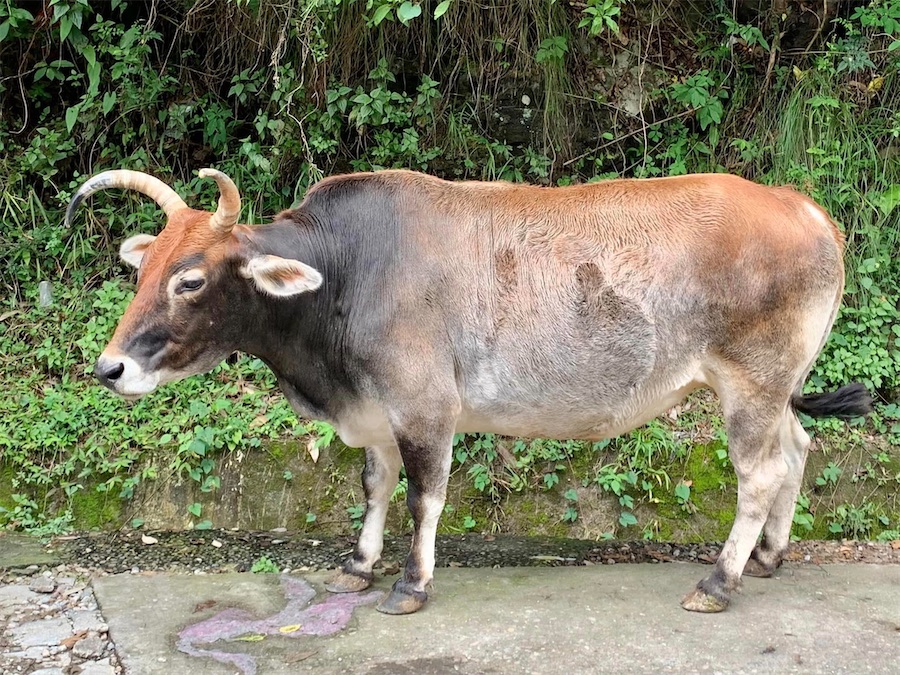 Himachal Pradesh, vaches