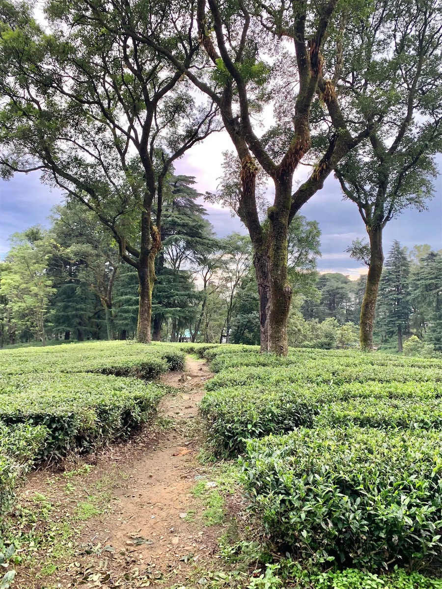 Himachal Pradesh, plantation de thé