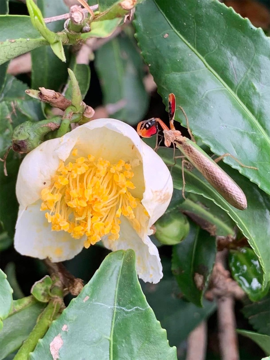 Himachal Pradesh, fleur de théier