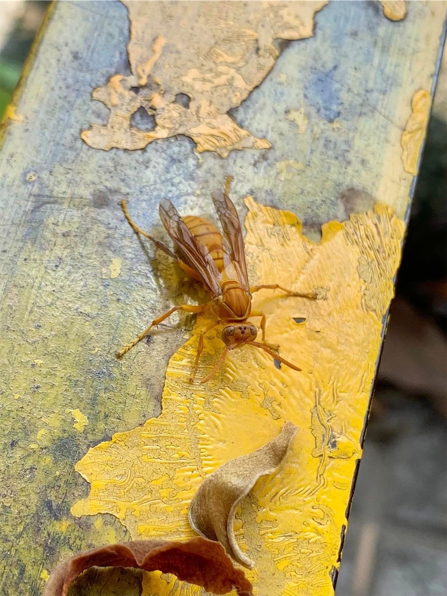 Jammu, insecte posé sur une planche