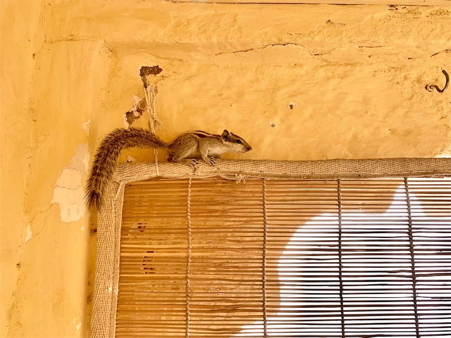 Jodhpur, écureuil