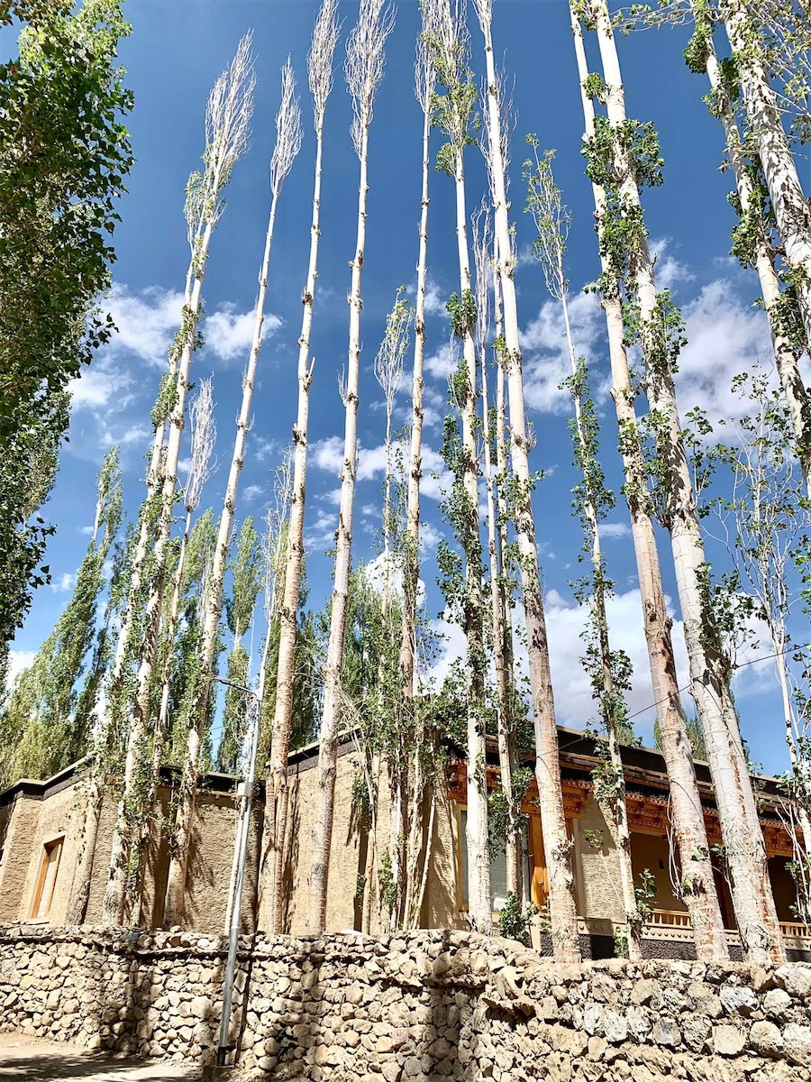 Leh, arbre au tronc très droit