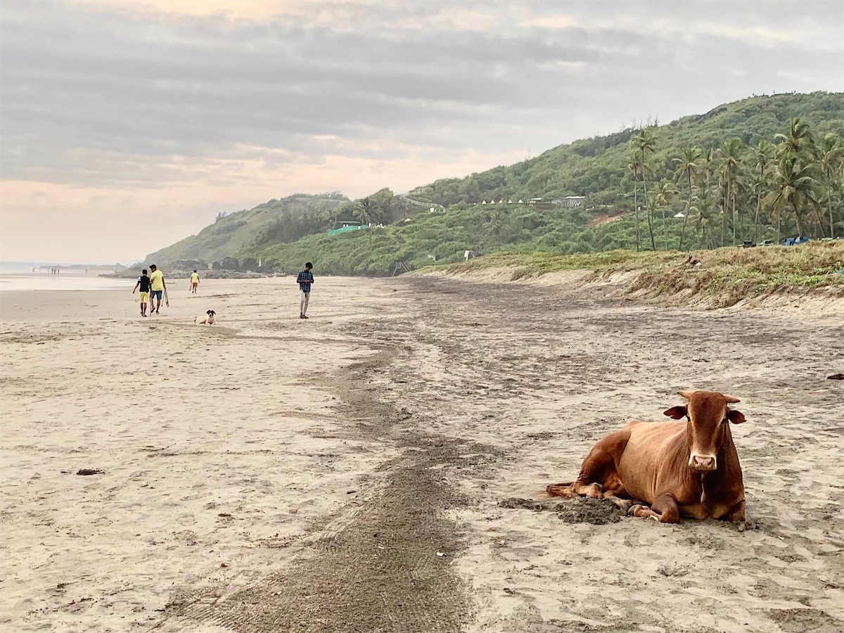 Andjuna, vache couchée sur la plage