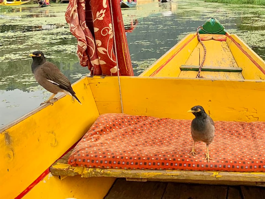 Srinagar, oiseaux