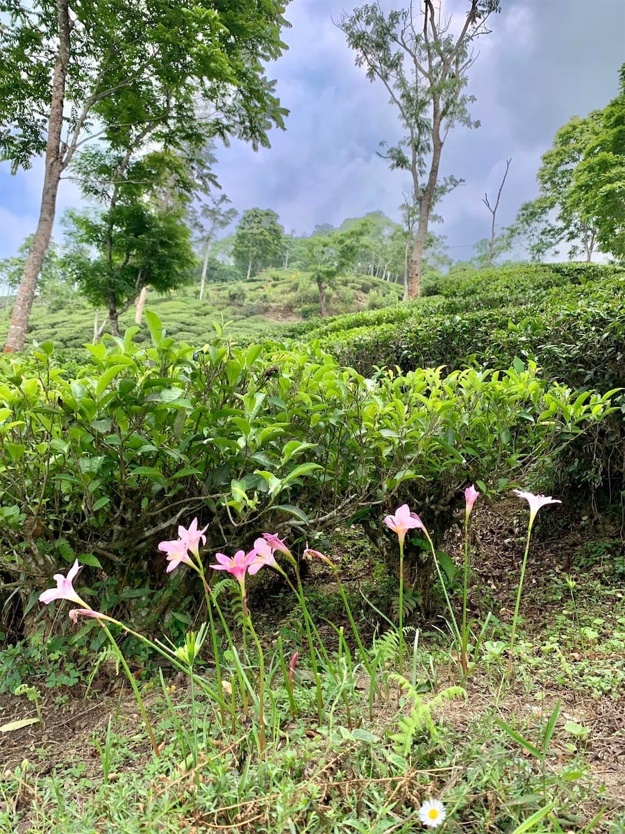 théiers à Darjeeling