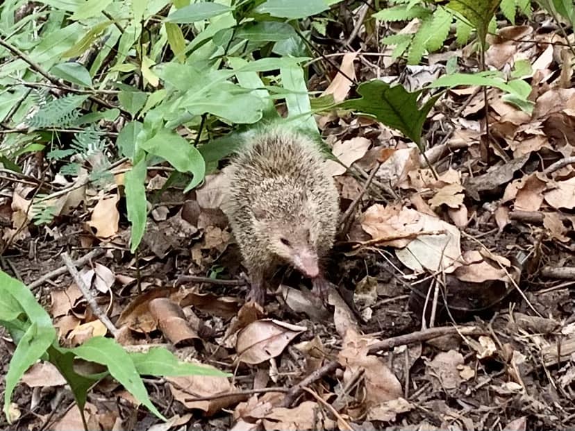 La Réunion, sentier du Brûlé, hérisson