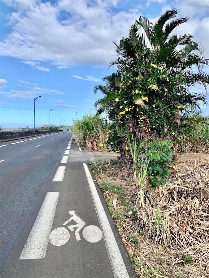 Paysage de La Réunion, champ de canne à sucre