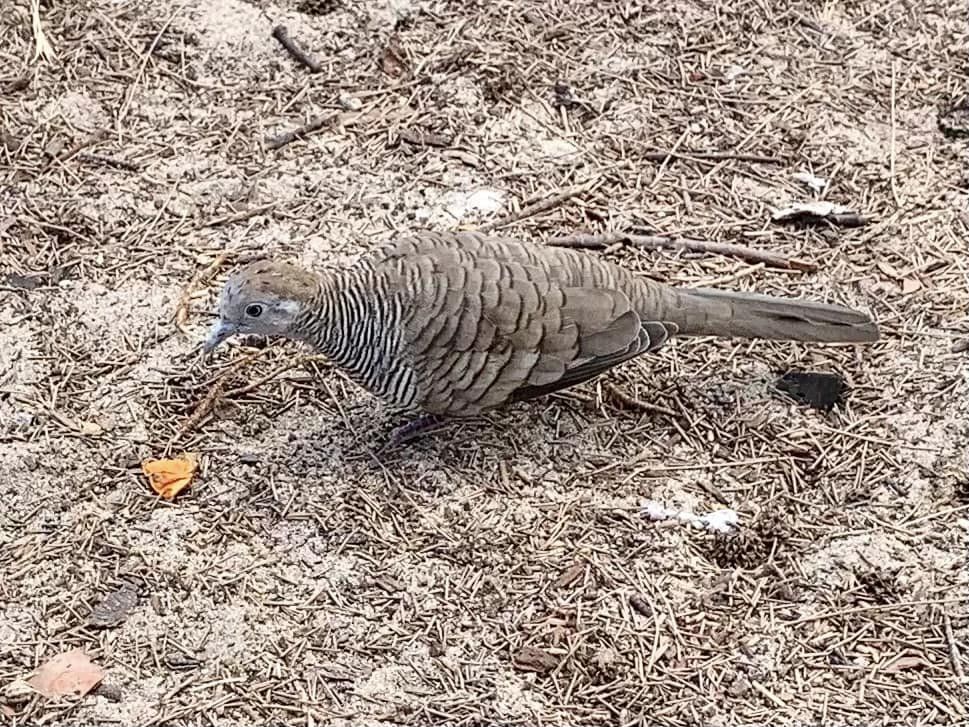 La Réunion, oiseaux