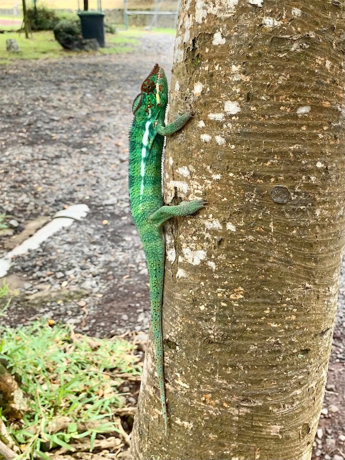 La Réunion, caméléon