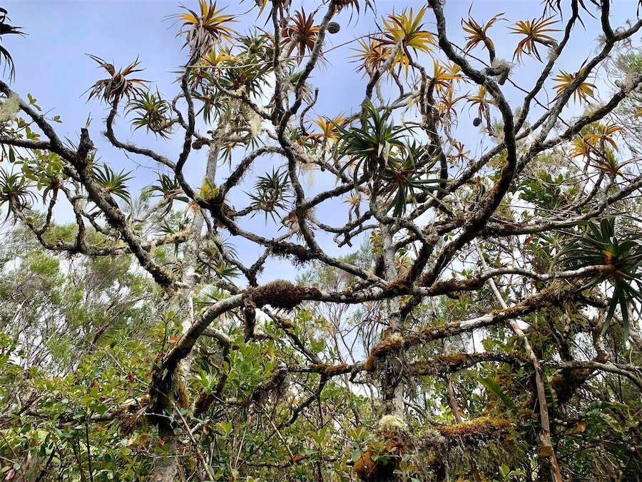 Piton Fougères, arbres envahis d'épiphytes