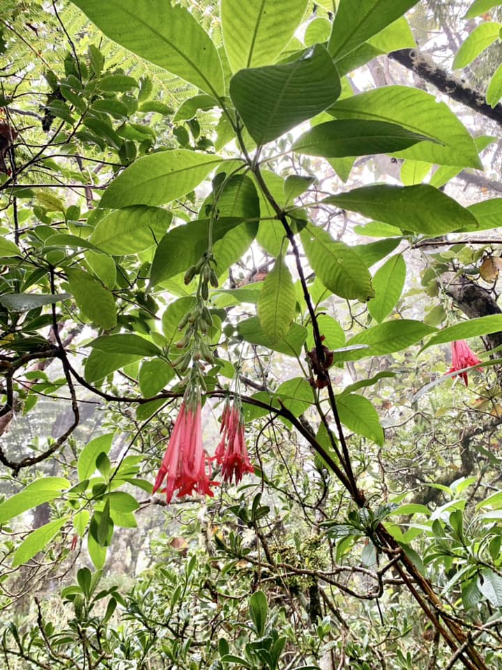 Piton Fougères, arbre fleuri