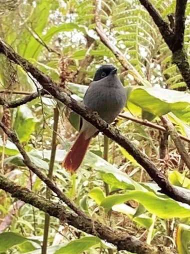 Piton Fougères, oiseau