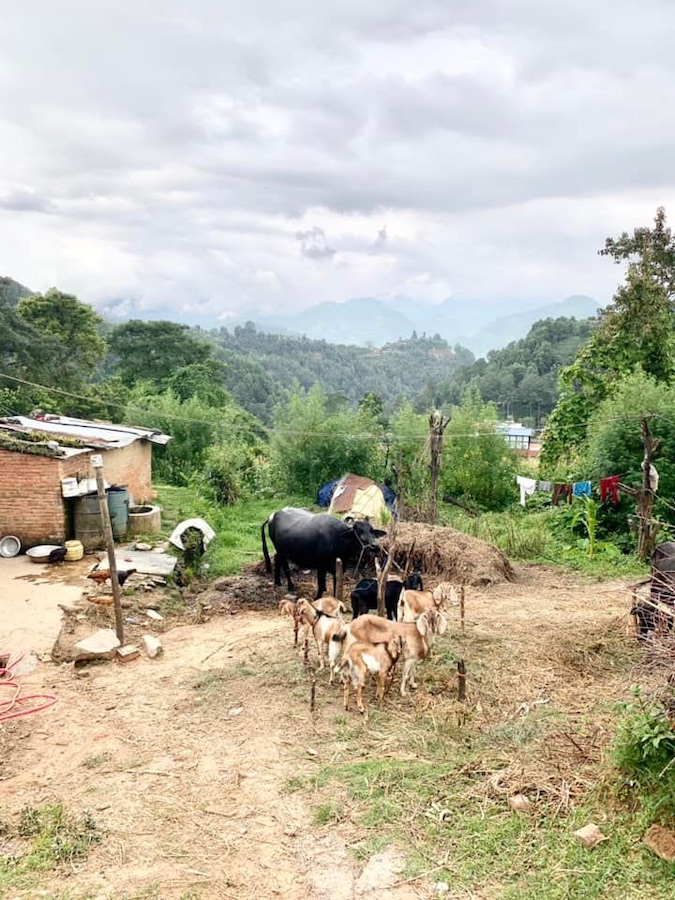 animaux, en cours de route vers Namobudha