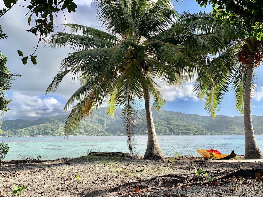 plage avec palmier sur un petit ilôt du lagon