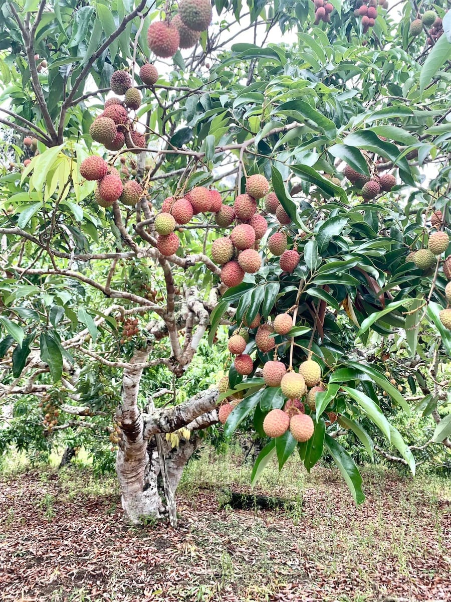 arbre à litchis