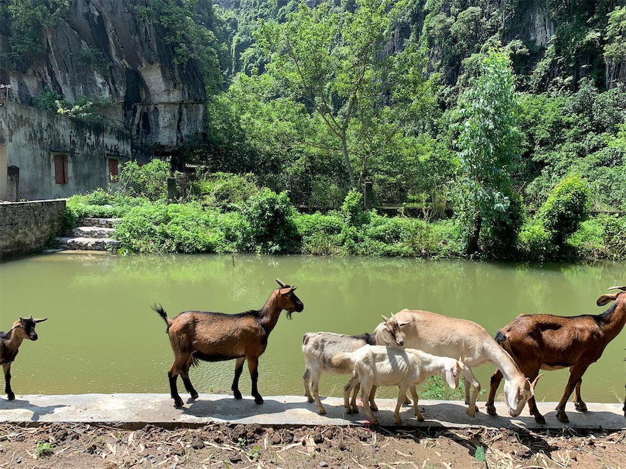 Tam Coc